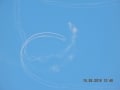 DSCN4297